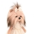 Lucky Doggy Yoyo 38 cm Orange Toys pluszowy piesek jasnobeżowy yorkshire terrier, zgina łapki, tiulowa sukienka, kokardka